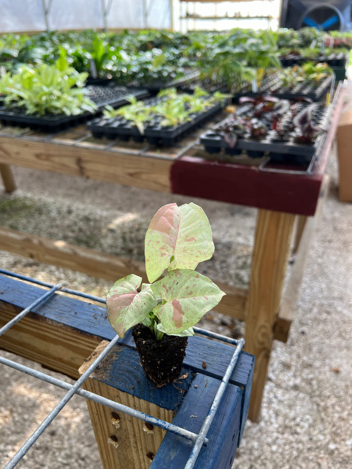 Syngonium Milk Confetti plant with creamy white leaves and pastel pink and green hues displayed in a greenhouse.