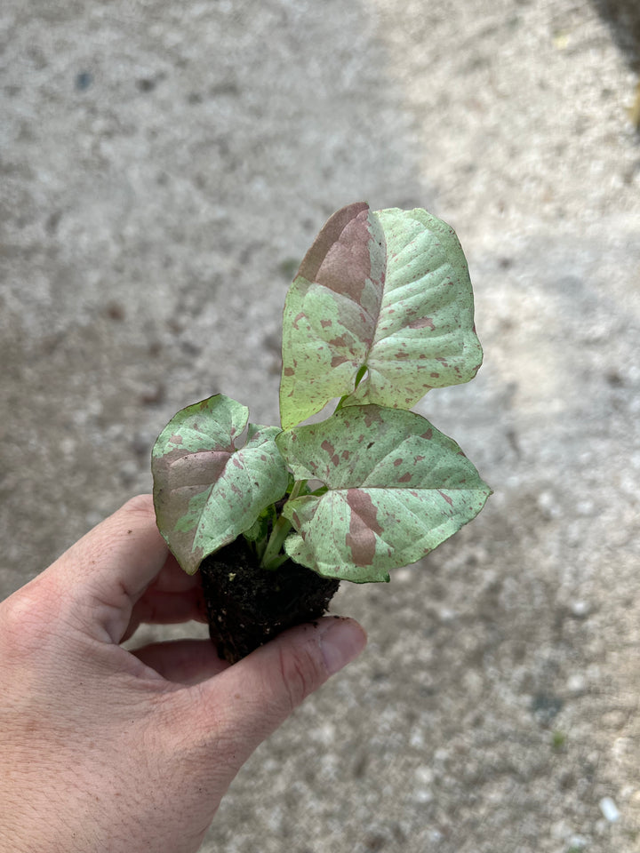 Syngonium Milk Confetti with pastel pink and green hues on creamy white leaves, held in a hand.