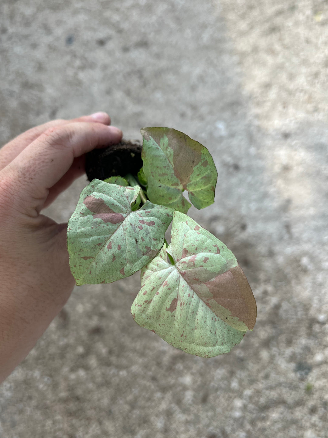 Syngonium Milk Confetti plant with creamy white leaves and pastel pink and green hues.