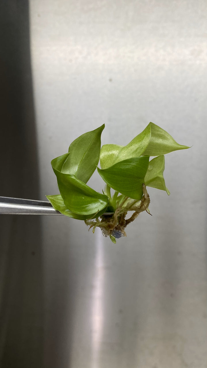 Philodendron Snowdrift Plantlets