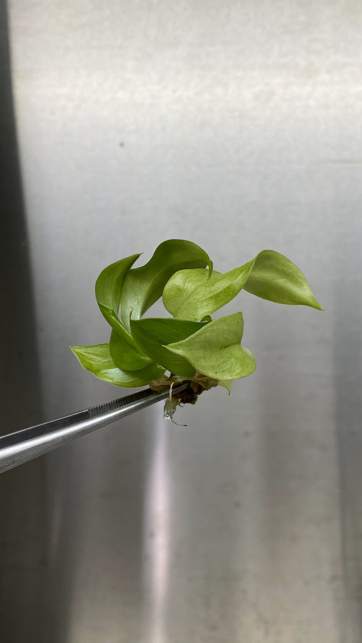 Philodendron Snowdrift Plantlets