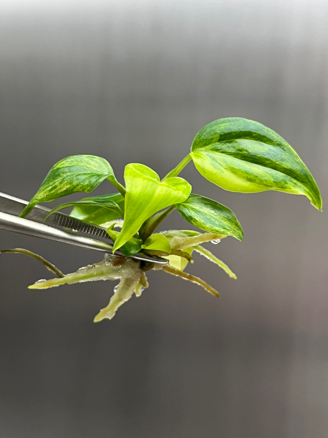 Philodendron Variegated Micans Tissue Culture