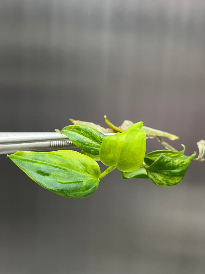 Philodendron Variegated Micans Tissue Culture