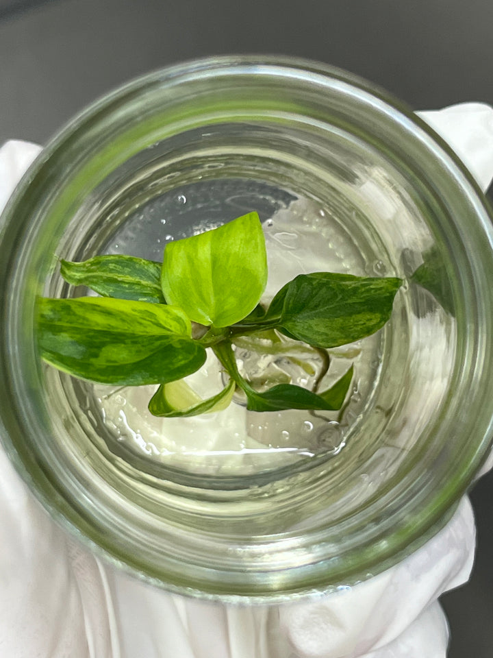 Philodendron Variegated Micans Tissue Culture