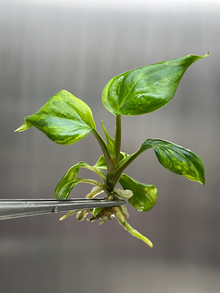 Philodendron Variegated Micans Tissue Culture