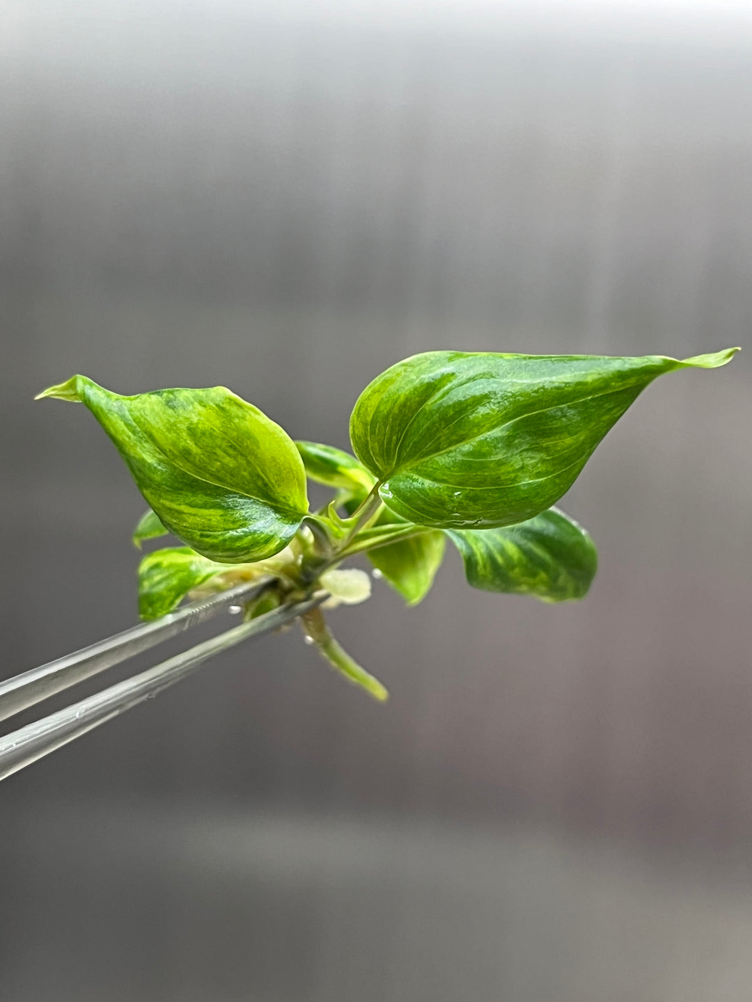 Philodendron Variegated Micans Tissue Culture