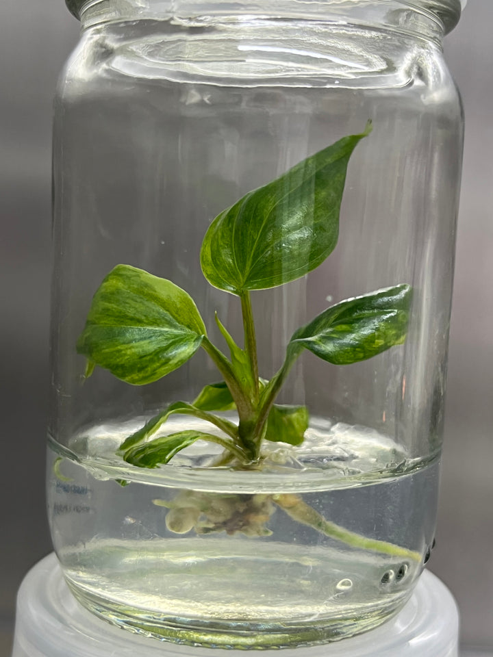 Philodendron Variegated Micans Tissue Culture