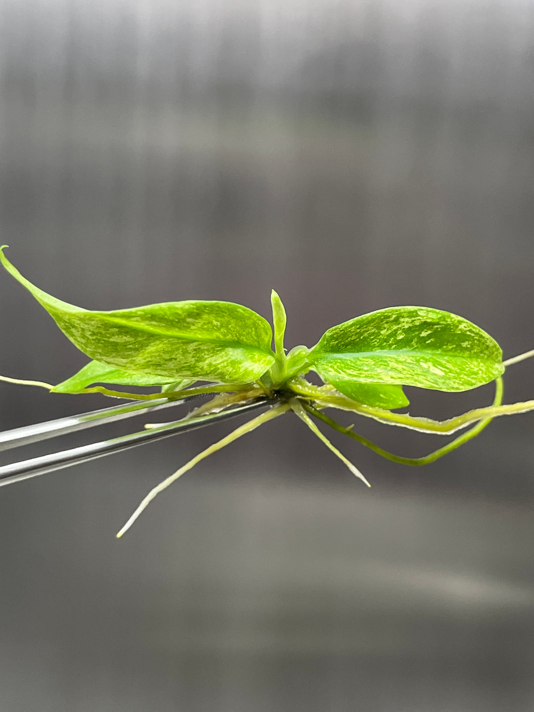 Rhaphidophora Puberula Variegated Plantlet