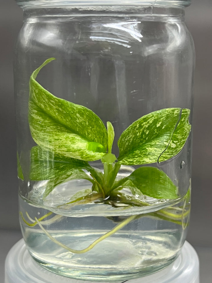 Rhaphidophora Puberula Variegated Plantlet