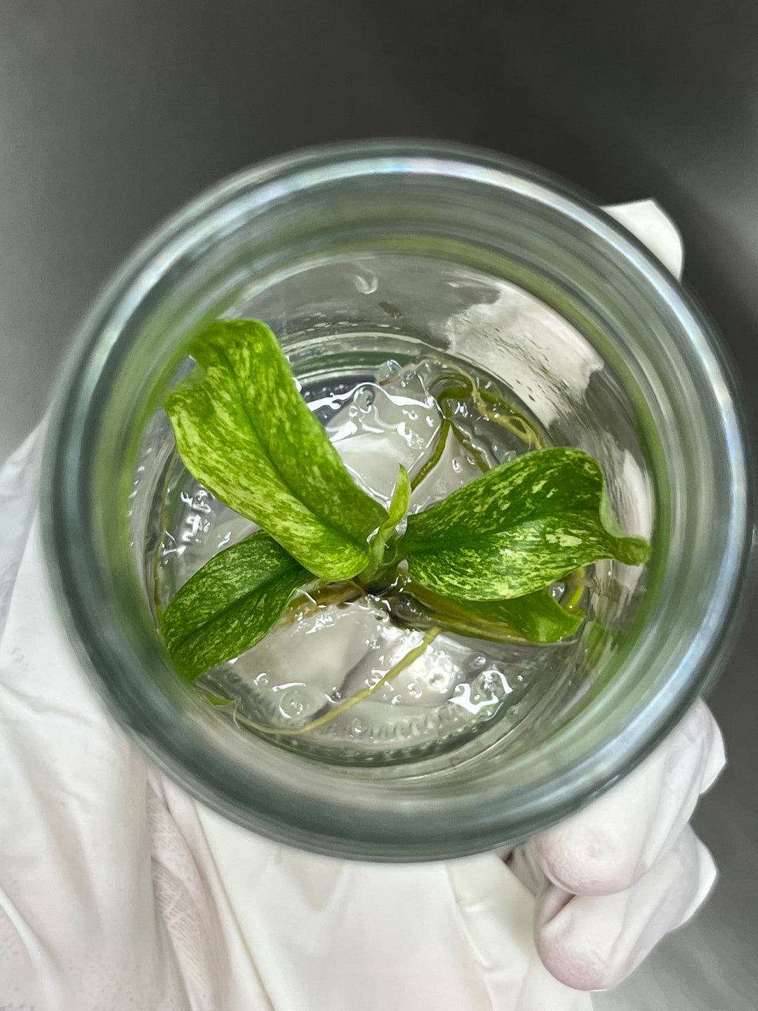 Rhaphidophora Puberula Variegated Plantlet