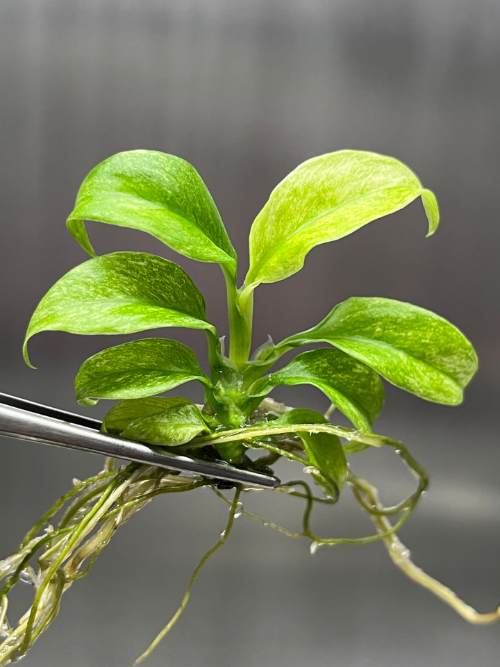 Rhaphidophora Puberula Variegated Plantlet