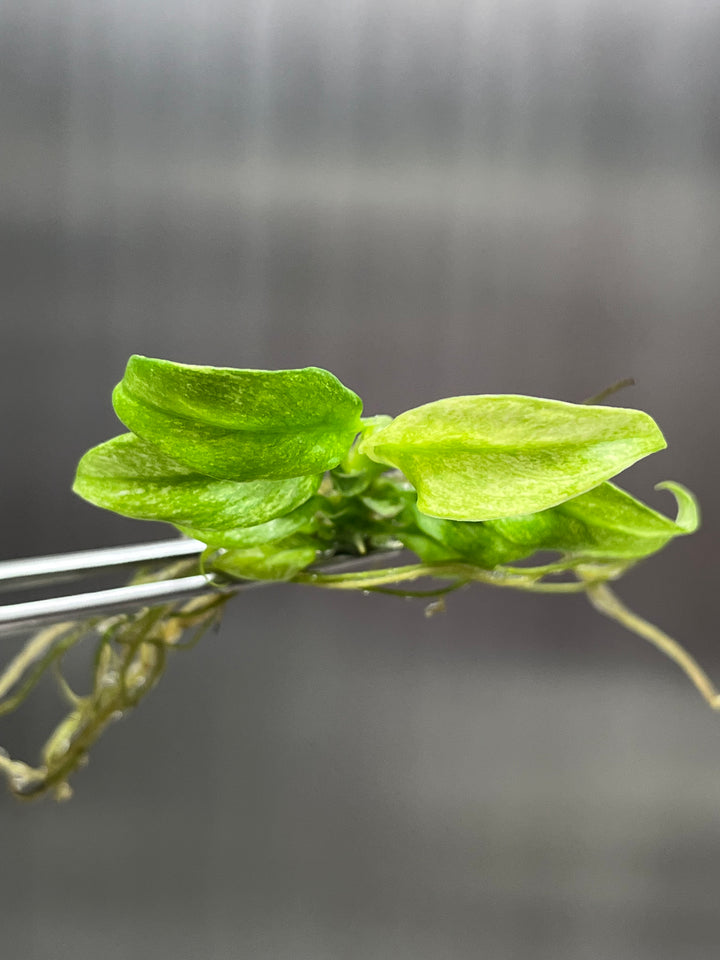 Rhaphidophora Puberula Variegated Plantlet