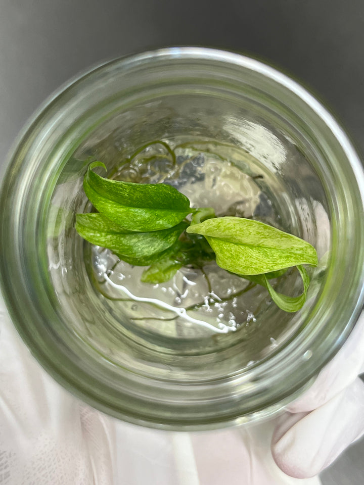 Rhaphidophora Puberula Variegated Plantlet