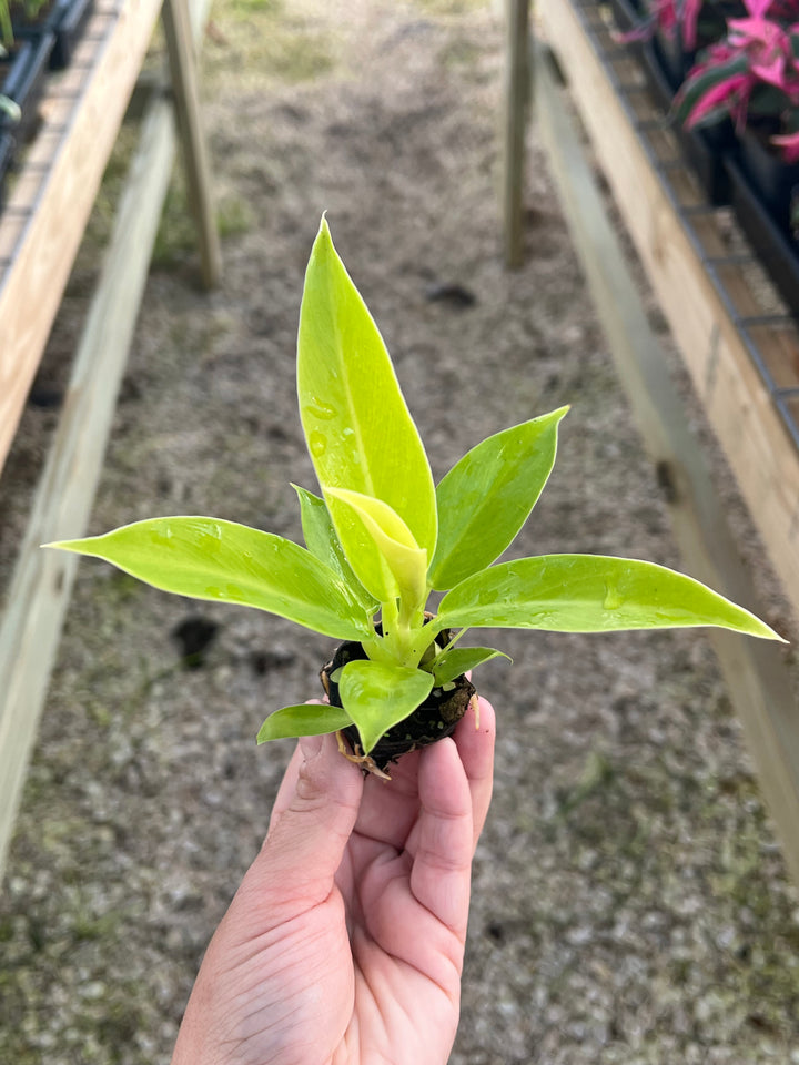 Neon-green Philodendron Moonlight plant held in hand, showcasing vibrant foliage.