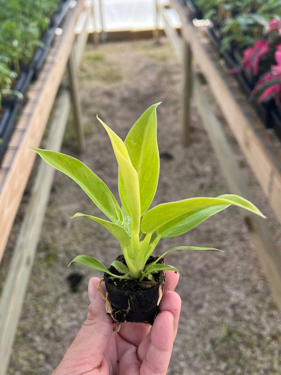 Philodendron Moonlight Plug