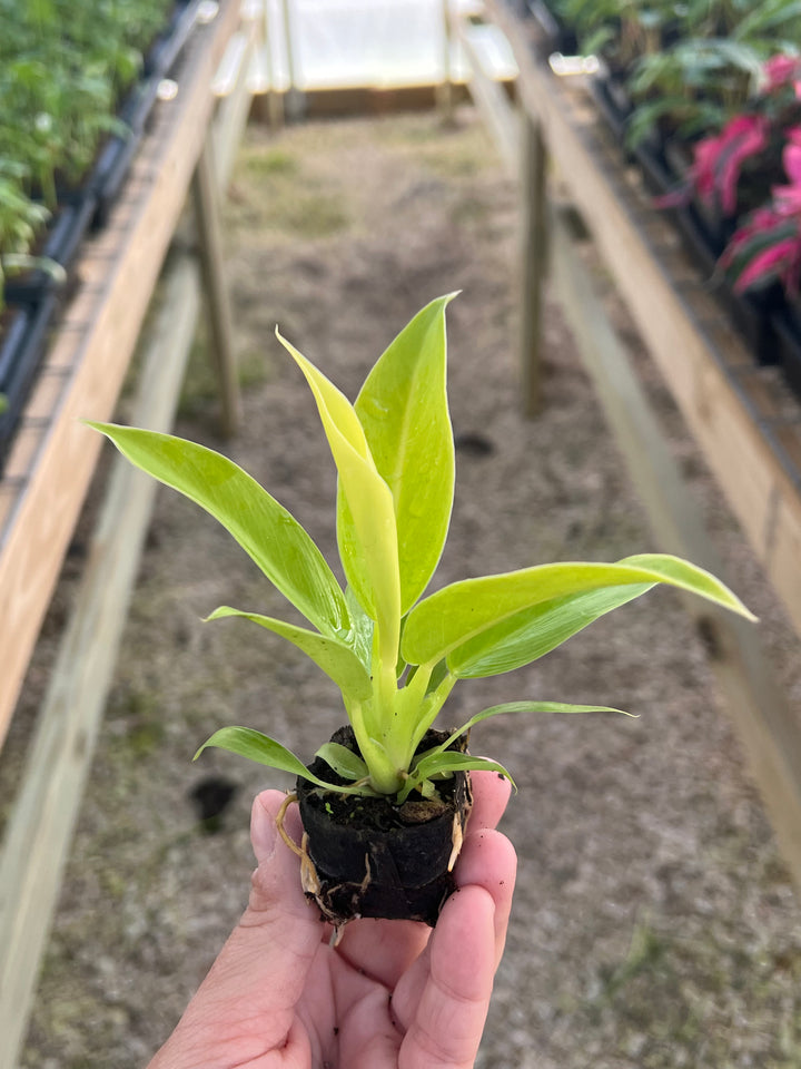 Philodendron Moonlight with neon-green foliage, held in hand, in a garden setting.