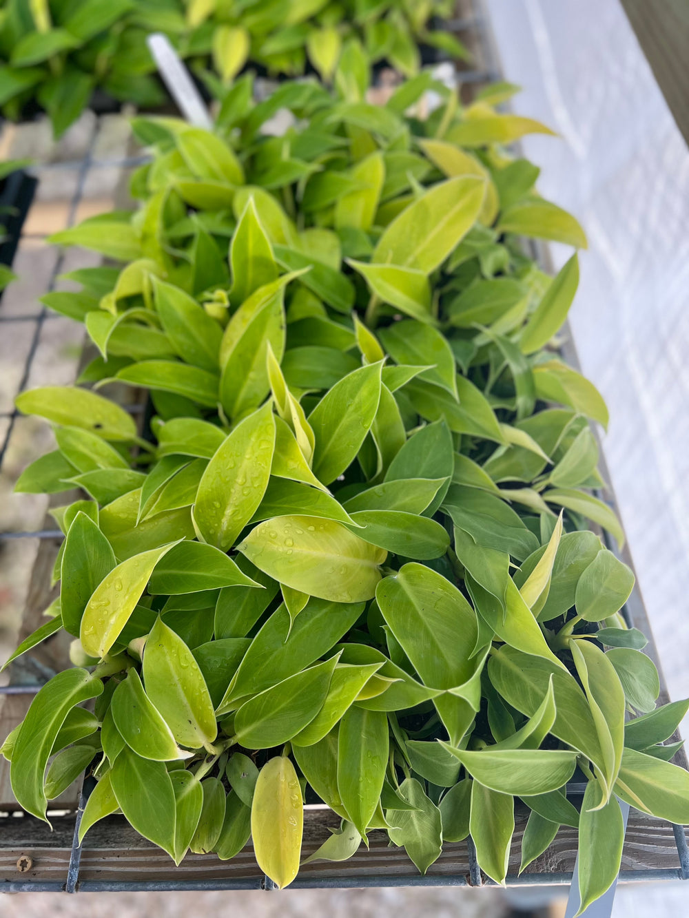 Philodendron Moonlight with vibrant neon-green leaves displayed on a table.