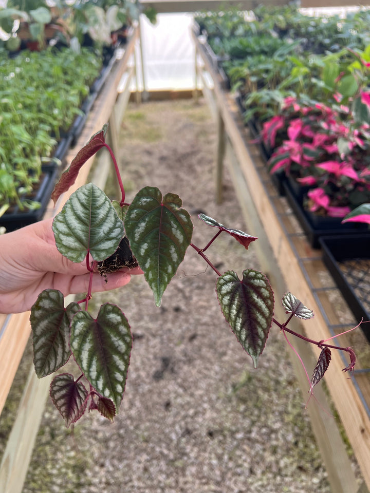 Cissus Discolor Plug