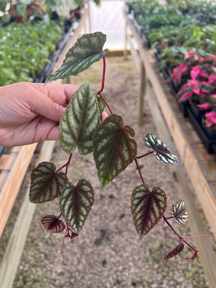 Cissus Discolor Plug