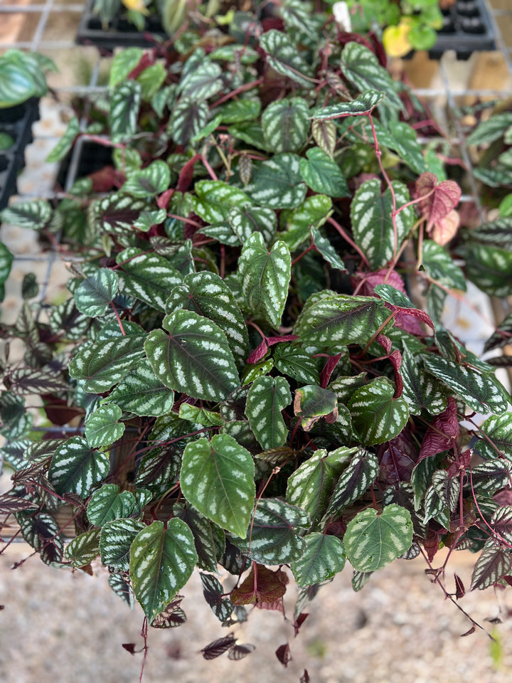 Cissus Discolor Plug