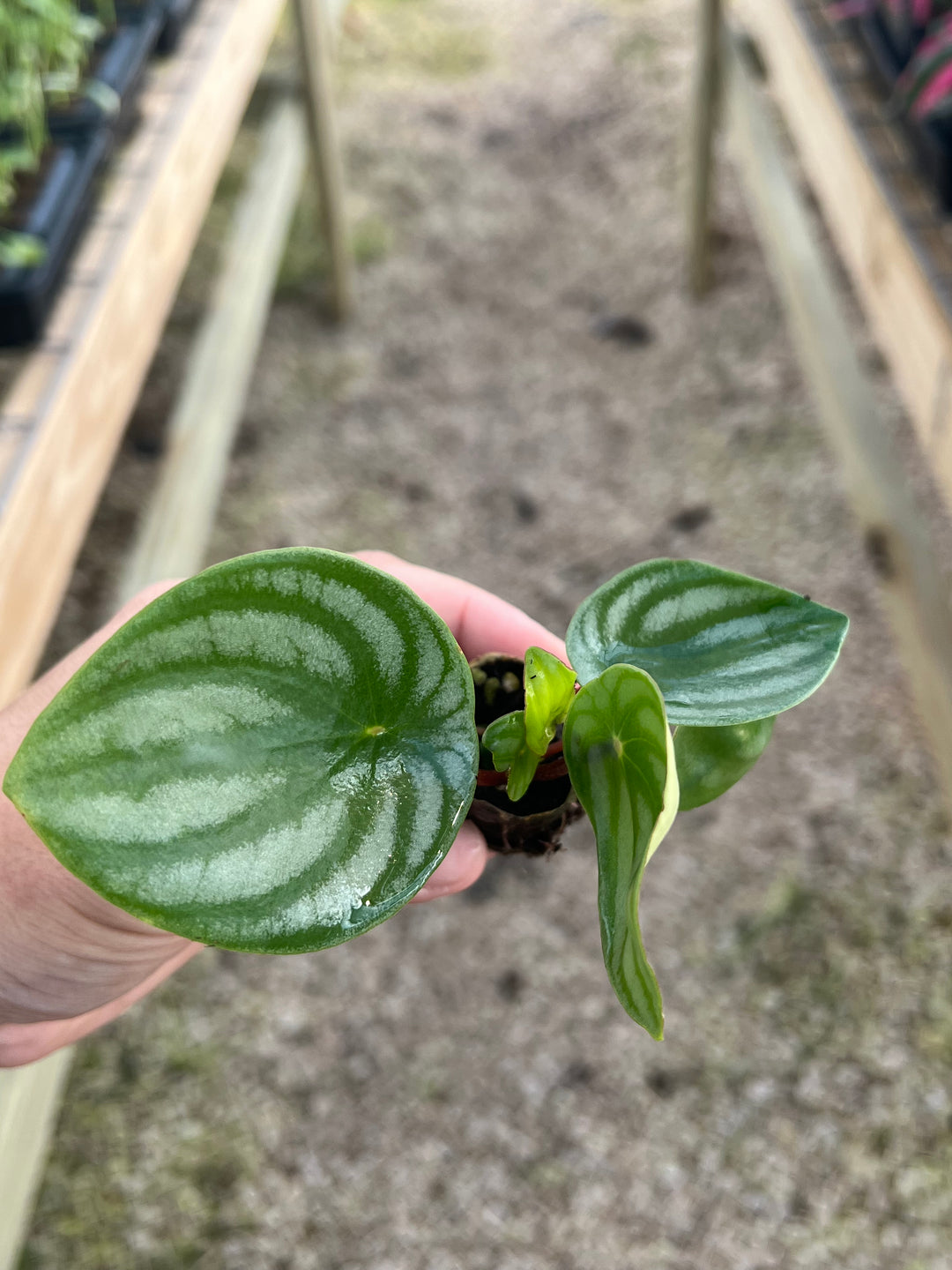 Watermelon Peperomia Plugs