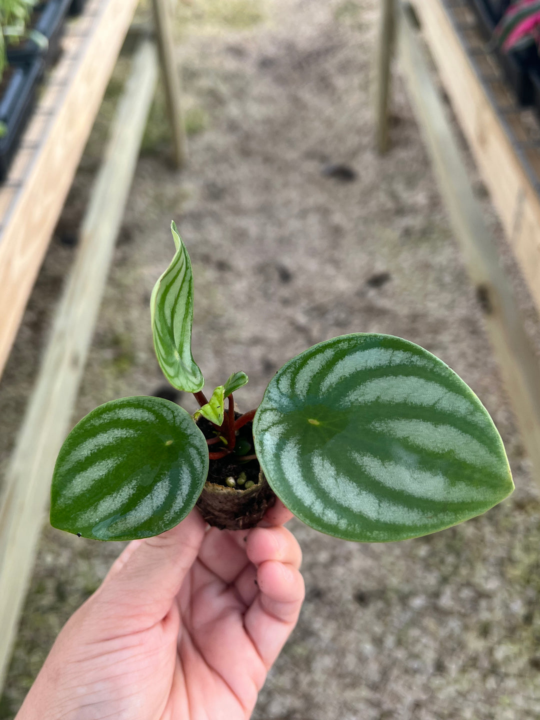 Watermelon Peperomia Plugs