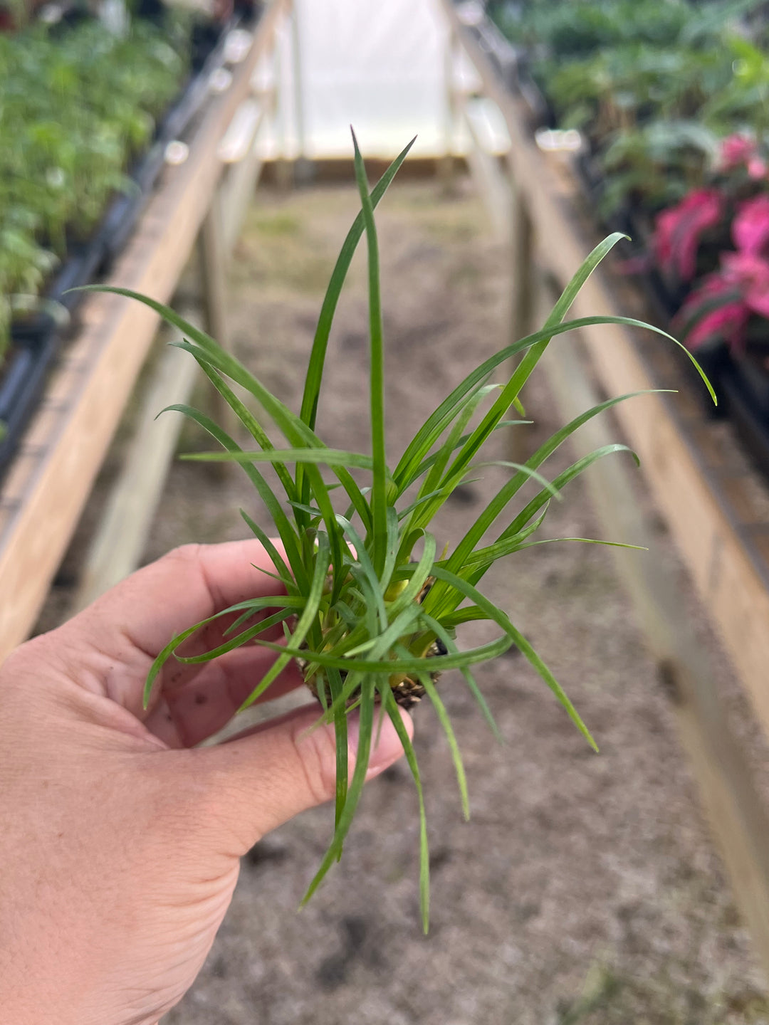 Ponytail Palm Plug