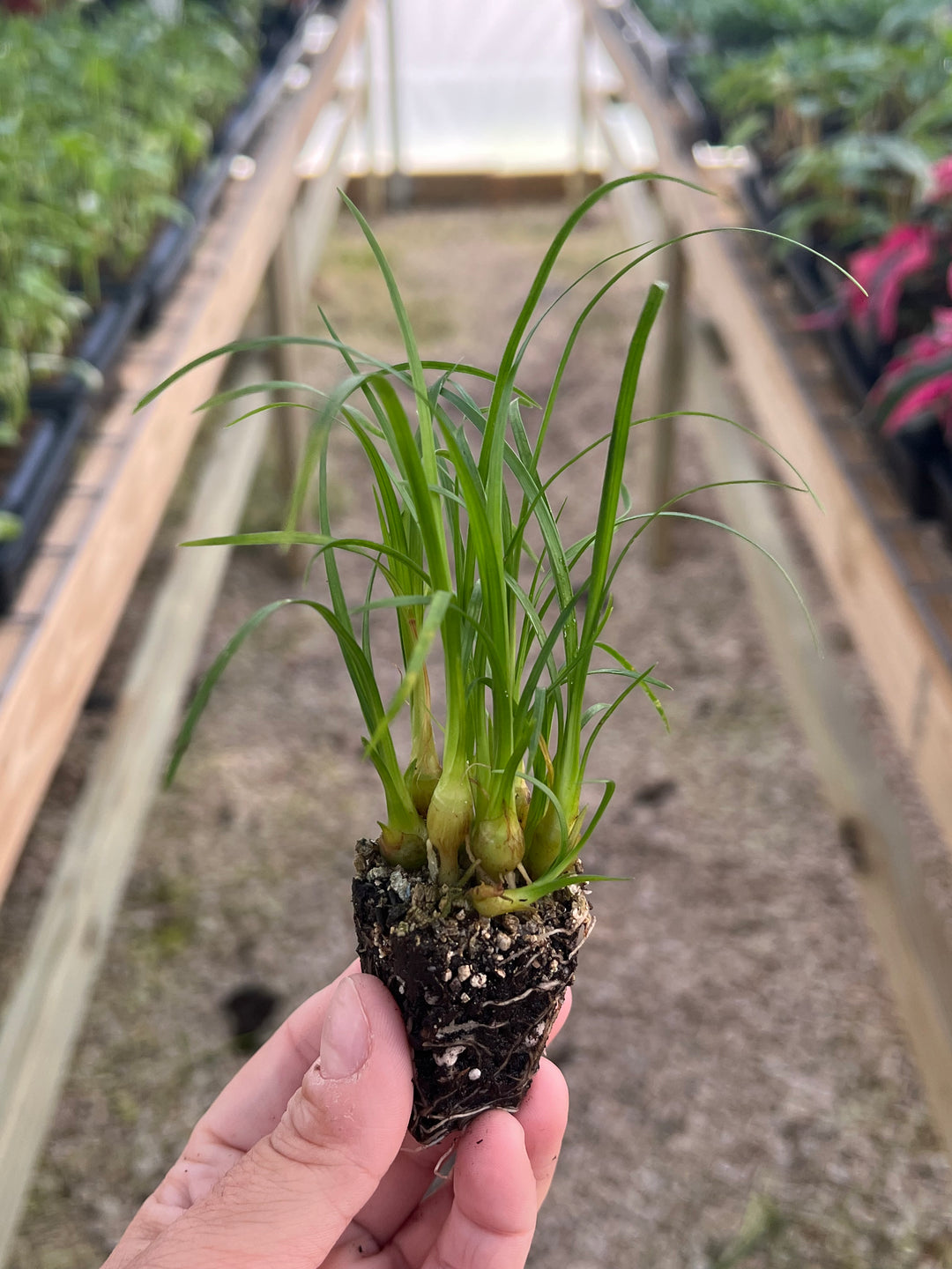 Ponytail Palm Plug