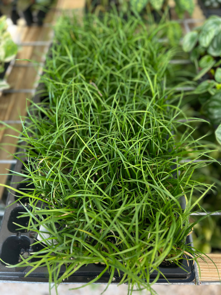 Ponytail Palm Plug