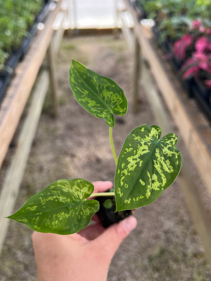 Alocasia 'Hilo Beauty' Plug