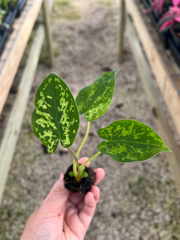 Alocasia 'Hilo Beauty' Plug