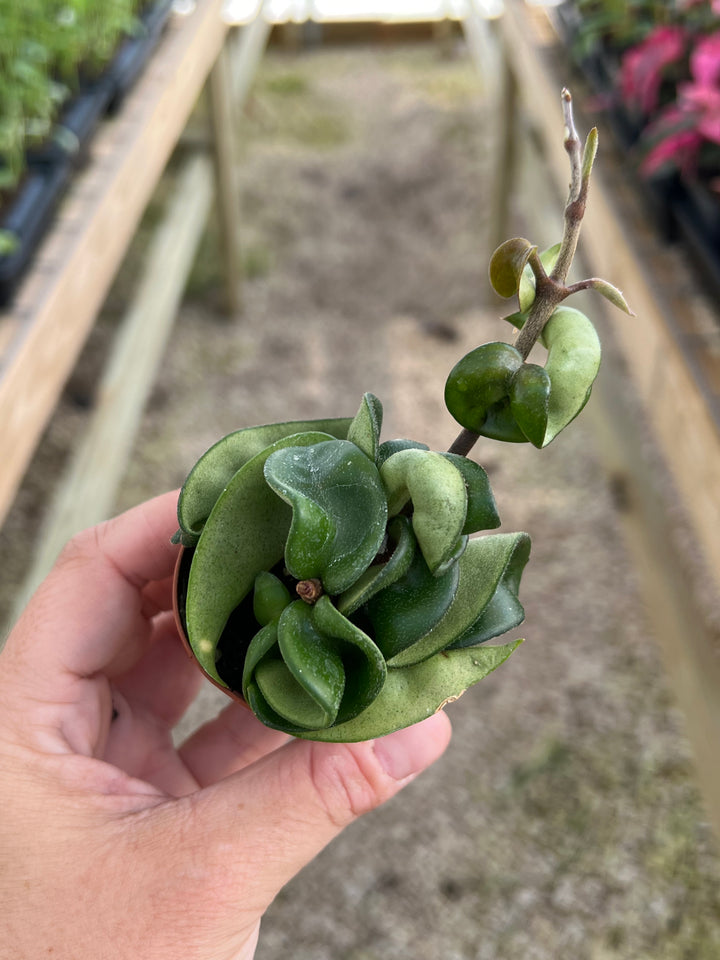 Hoya Hindu Rope plant with waxy foliage in a two-inch pot, suitable for bright indirect light.