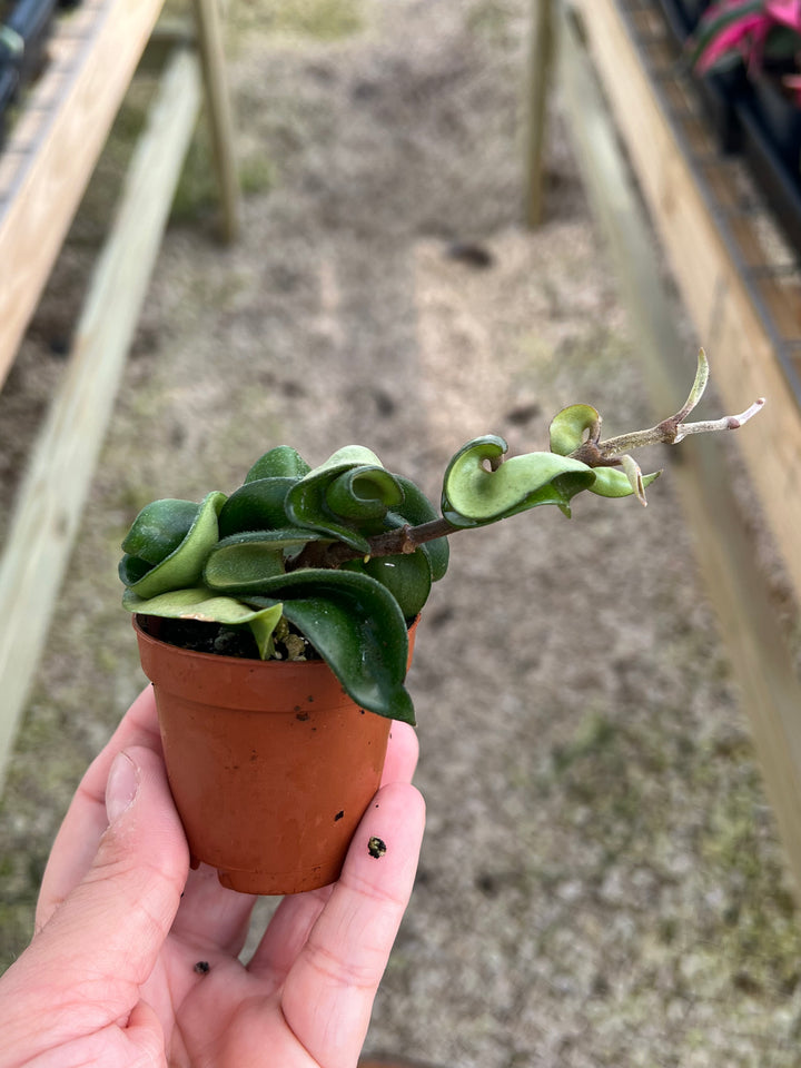 Hoya Hindu Rope plant in a small pot with waxy foliage.