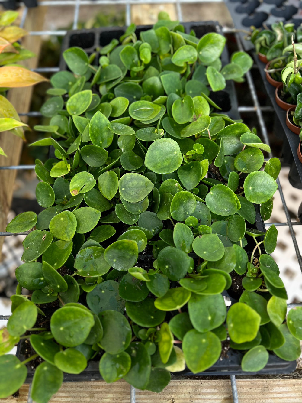 Chinese Money Plant with bright green pancake-shaped leaves in nursery setting.