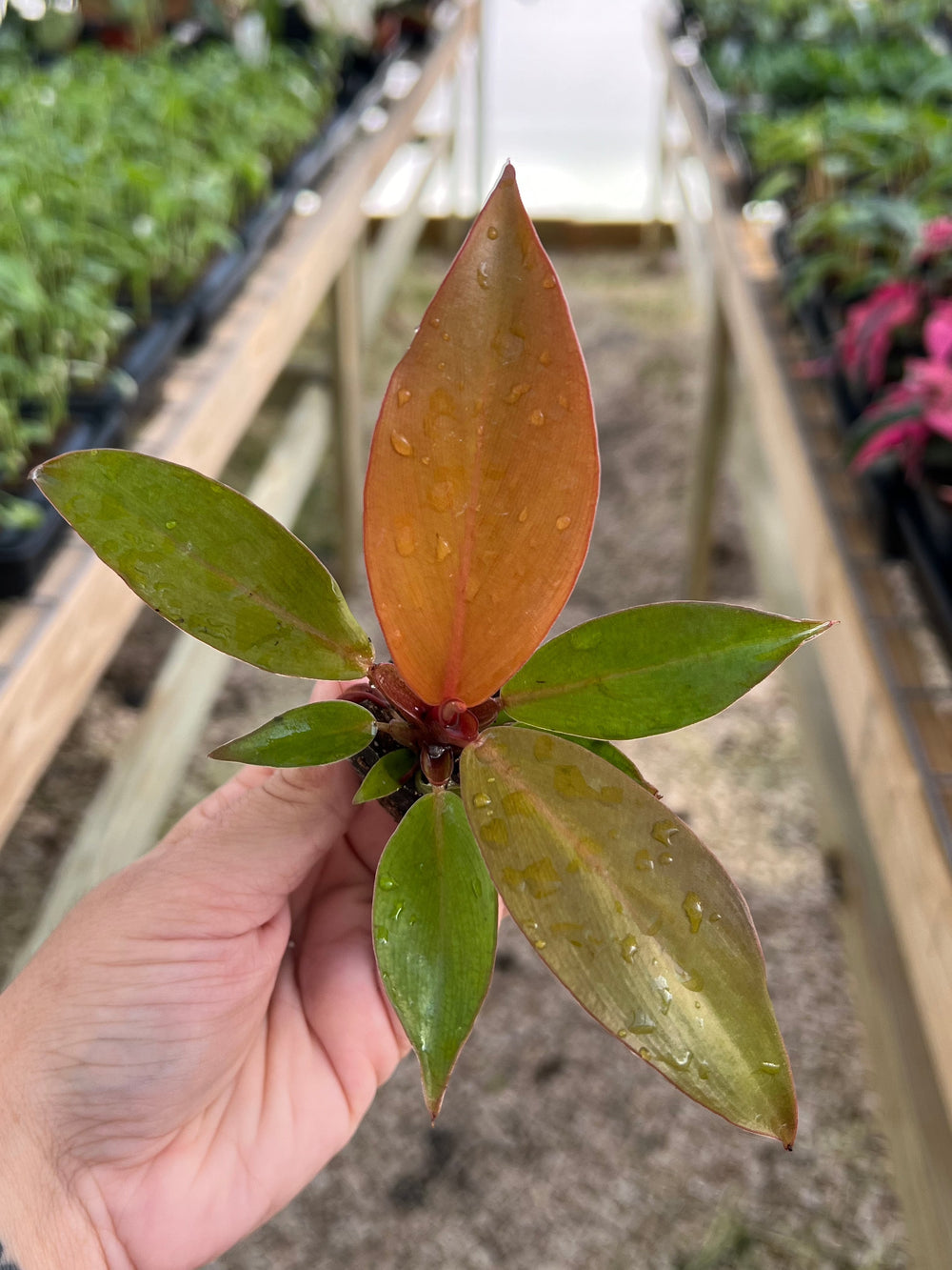 Philodendron McColley's Finale with multihued foliage in nursery setting.