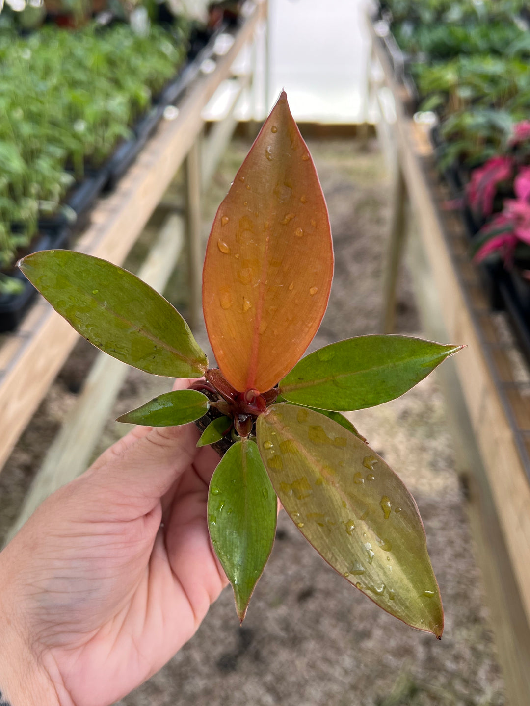 Philodendron McColley's Finale with multihued foliage in nursery setting.