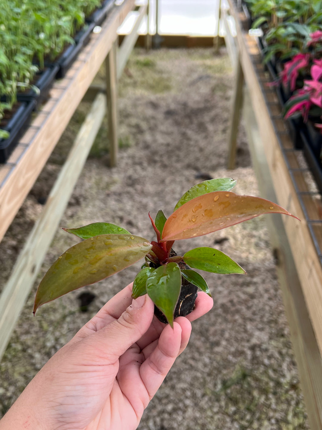 Philodendron McColley's Finale plant with multicolored leaves in a nursery setting.