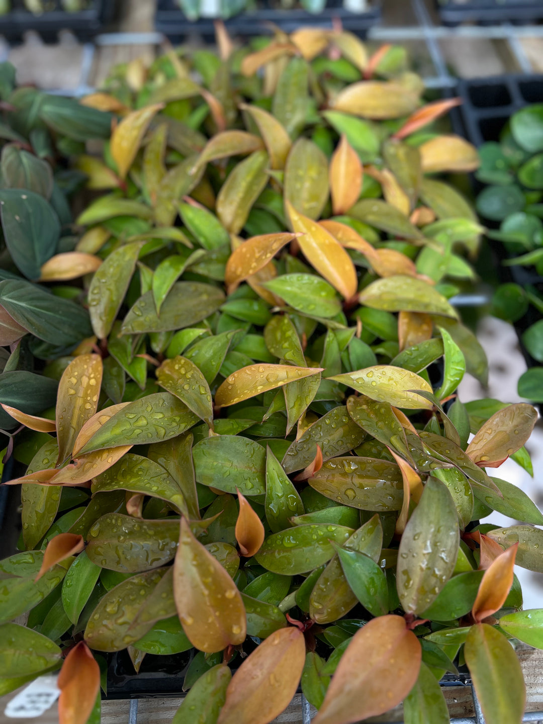 Philodendron McColley's Finale with multihued leaves in nursery.