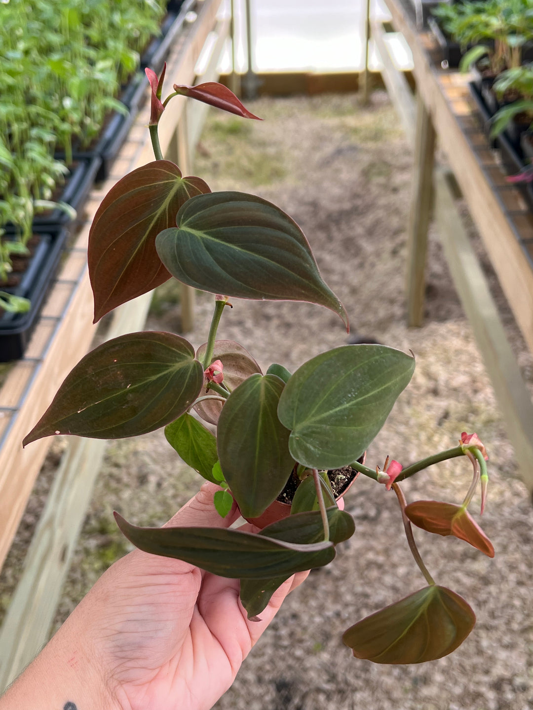 Philodendron Micans with velvet-textured, heart-shaped leaves in a nursery setting.