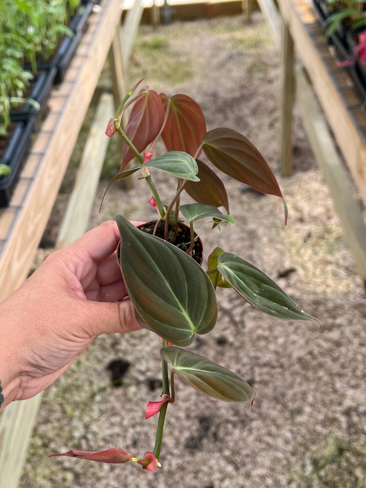 Philodendron Micans Plug