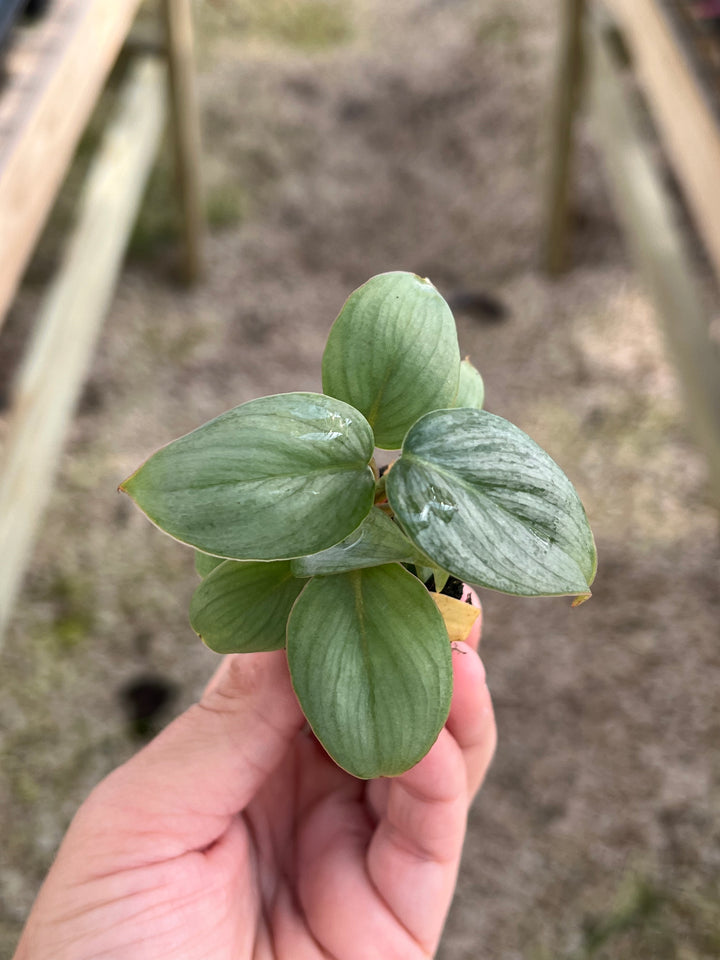 Philodendron Sodiroi with heart-shaped, silver-mottled leaves in a hand.