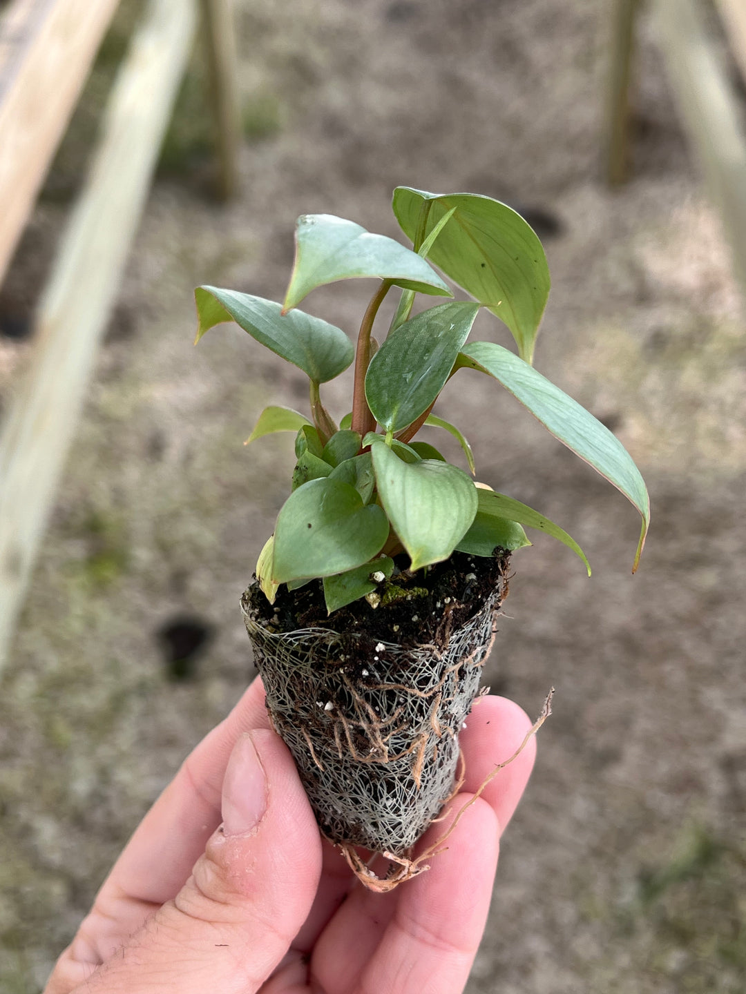 Philodendron Sodiroi plant in plug form with heart-shaped leaves and silver mottling.