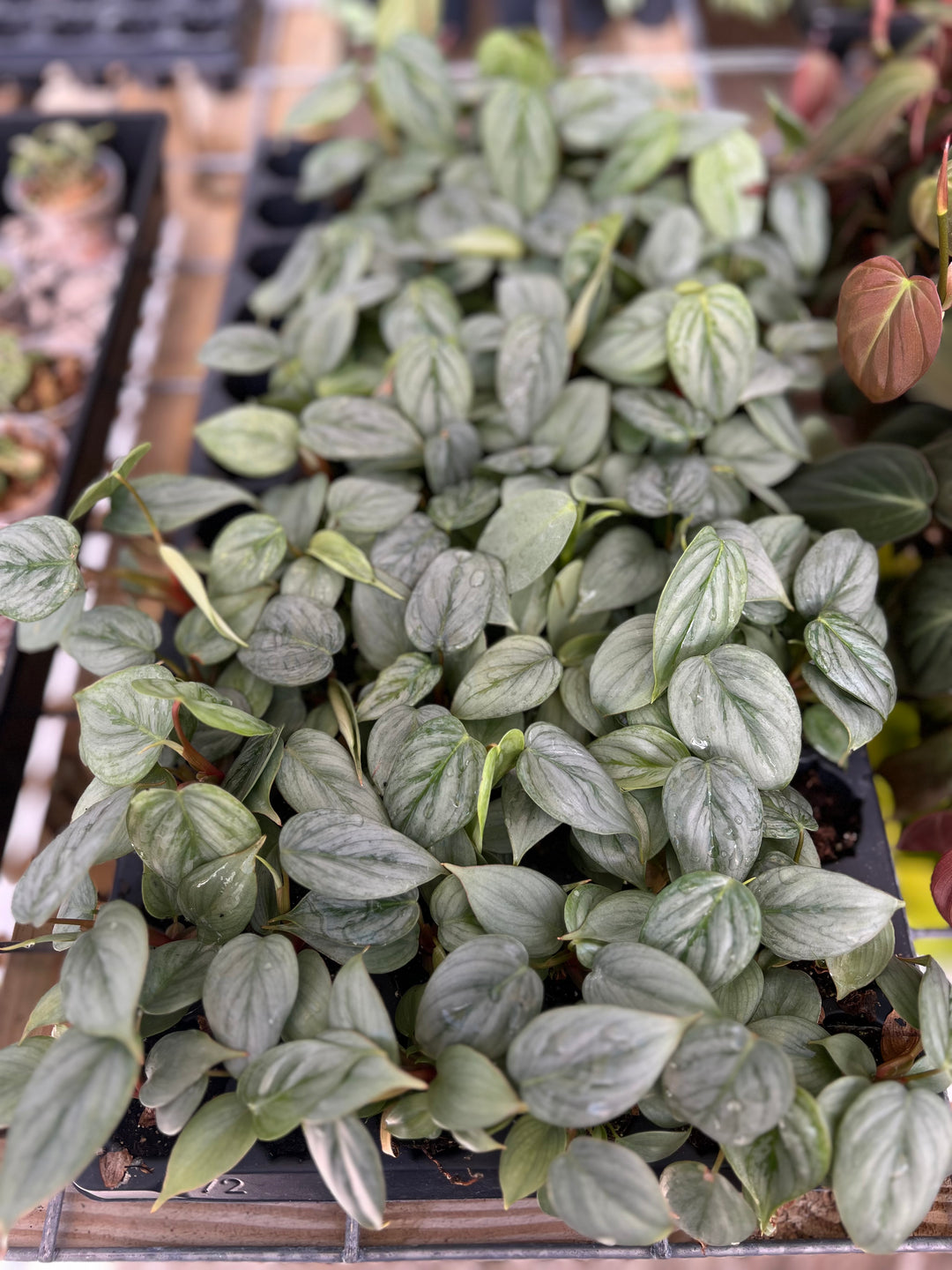 Philodendron Sodiroi with silver heart-shaped leaves and dark green veining in a tray.