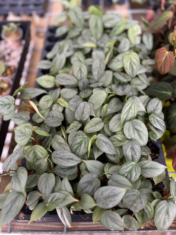 Philodendron Sodiroi with silver heart-shaped leaves and dark green veining in a tray.