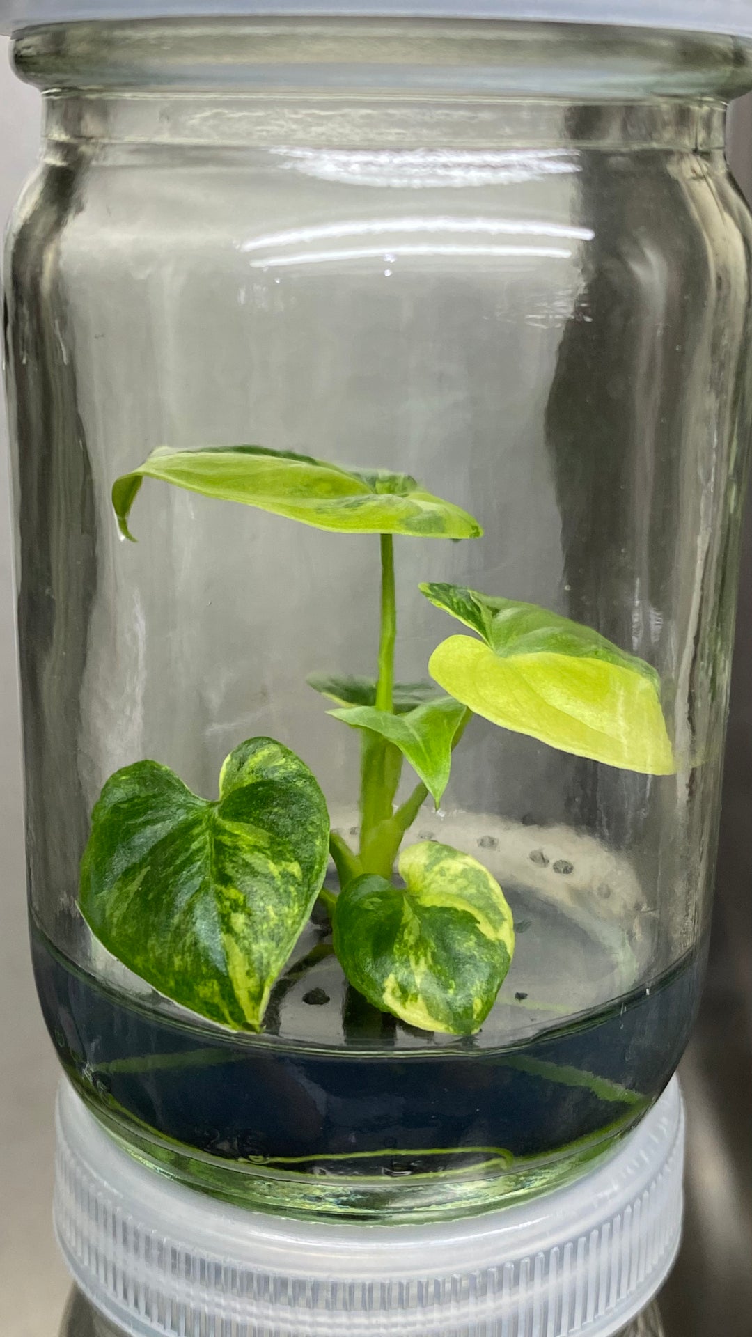 Philodendron Variegated Goeldii Plantlet