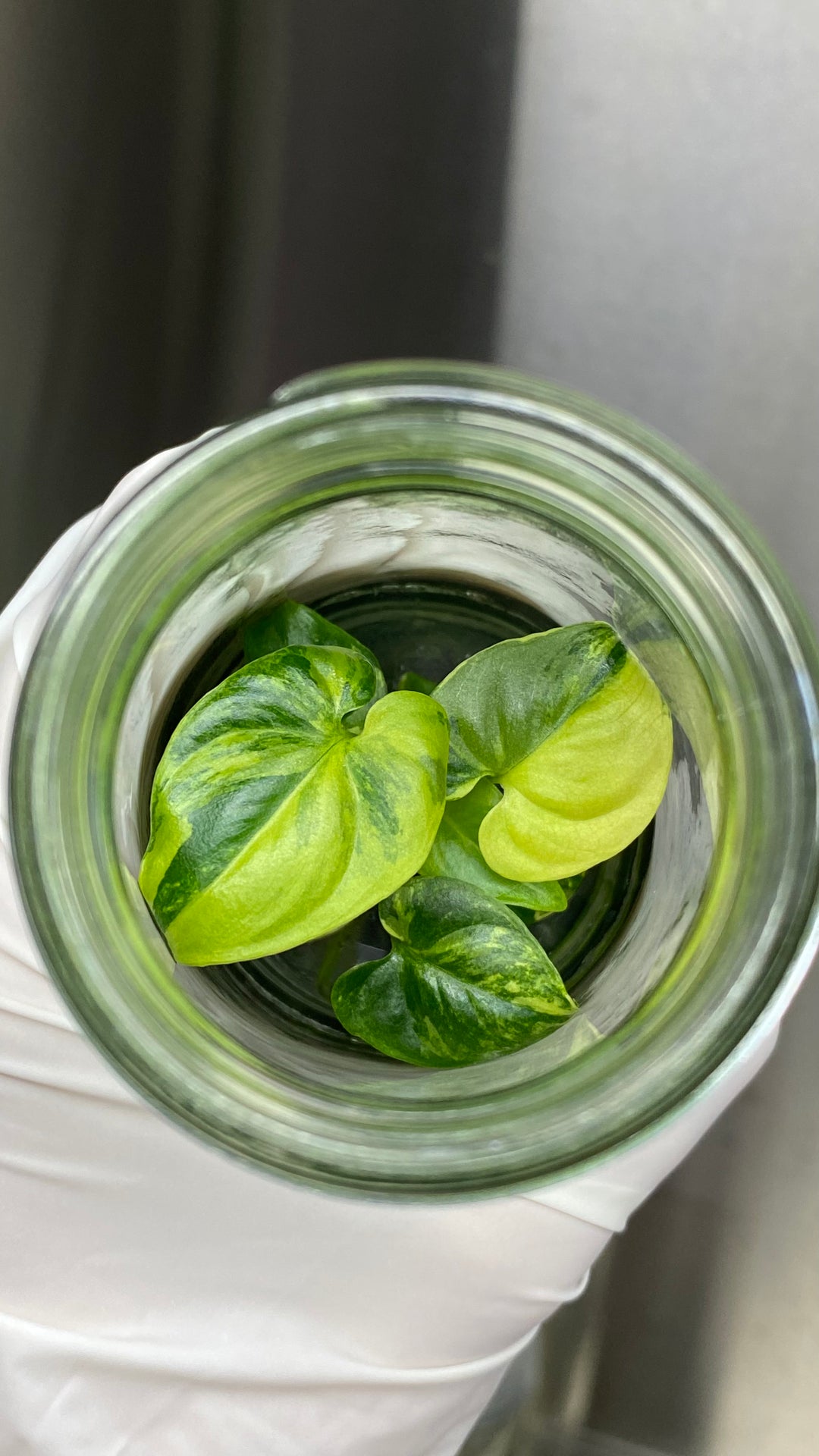 Philodendron Variegated Goeldii Plantlet