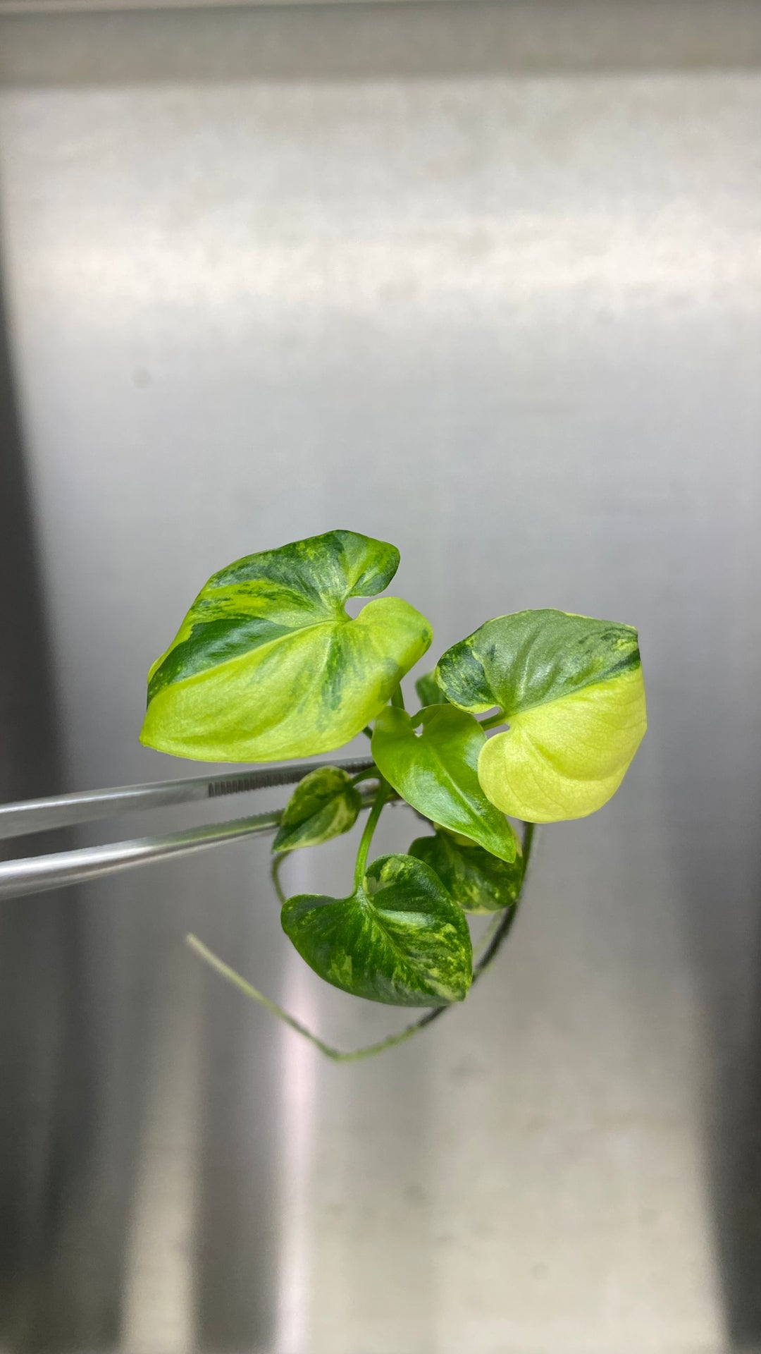 Philodendron Variegated Goeldii Plantlet