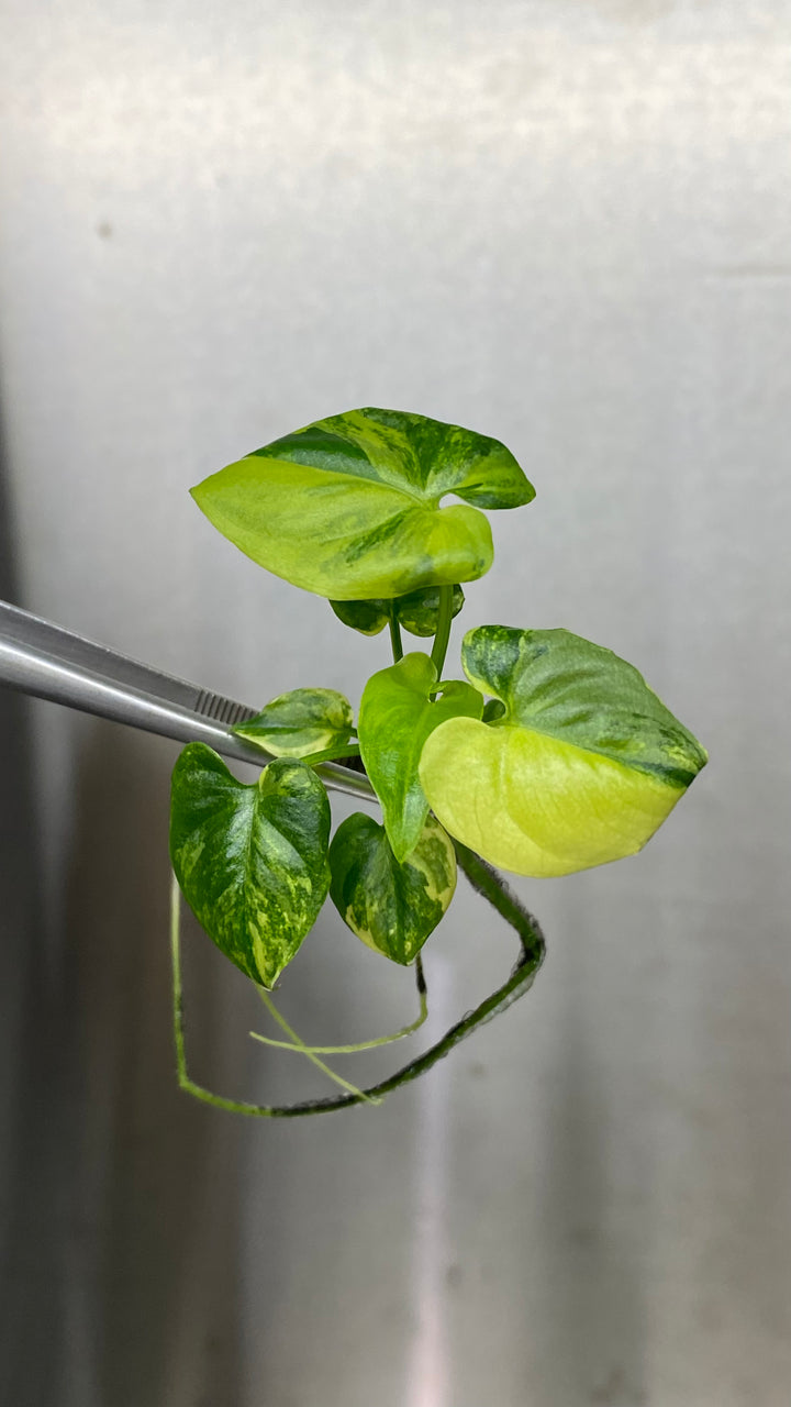 Philodendron Variegated Goeldii Plantlet