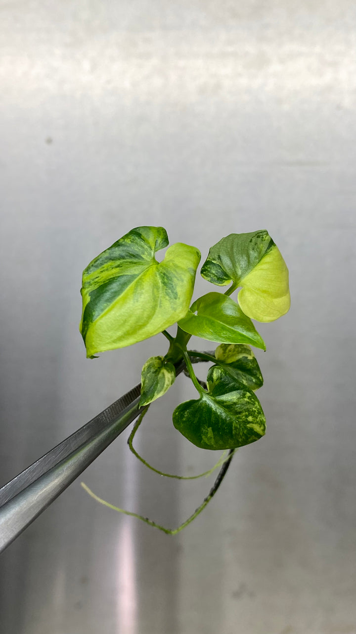 Philodendron Variegated Goeldii Plantlet