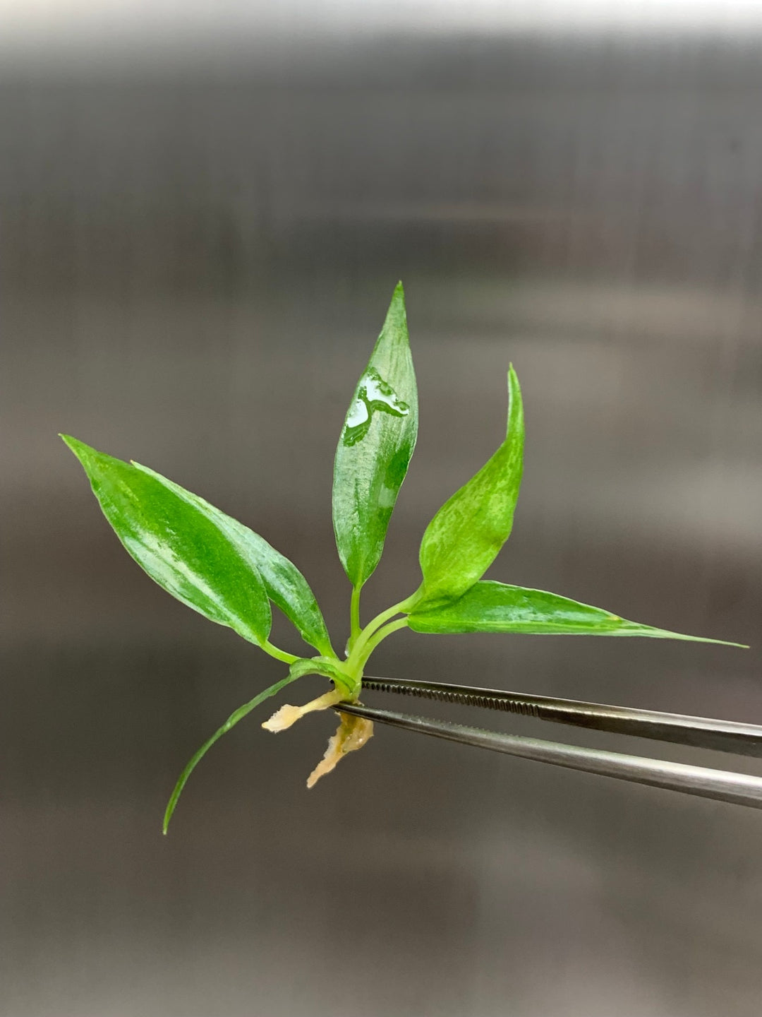 Philodendron Minarium (Lime Fiddle) Tissue Culture plant in agar gel.